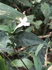 Ruellia terminalis