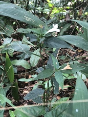 Ruellia terminalis