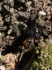 Urocerus cressoni