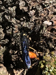Urocerus cressoni