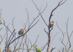 Agropsar philippensis