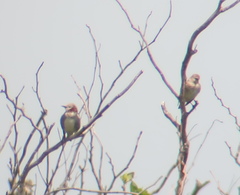 Agropsar philippensis