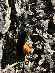 Urocerus cressoni