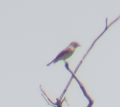 Muscicapa dauurica