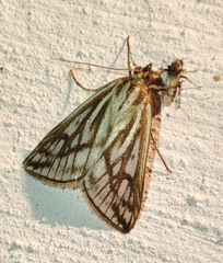 Loxostege clathralis