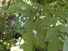 Fraxinus profunda