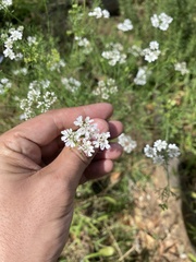 Coriandreae