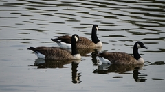 Branta canadensis