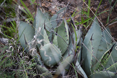 Agave flexispina