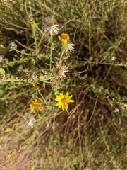 Heterotheca excelsior