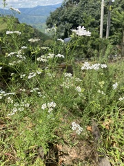 Coriandreae