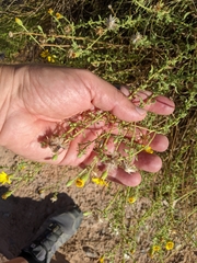 Heterotheca excelsior