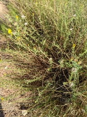 Heterotheca excelsior