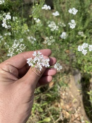 Coriandreae