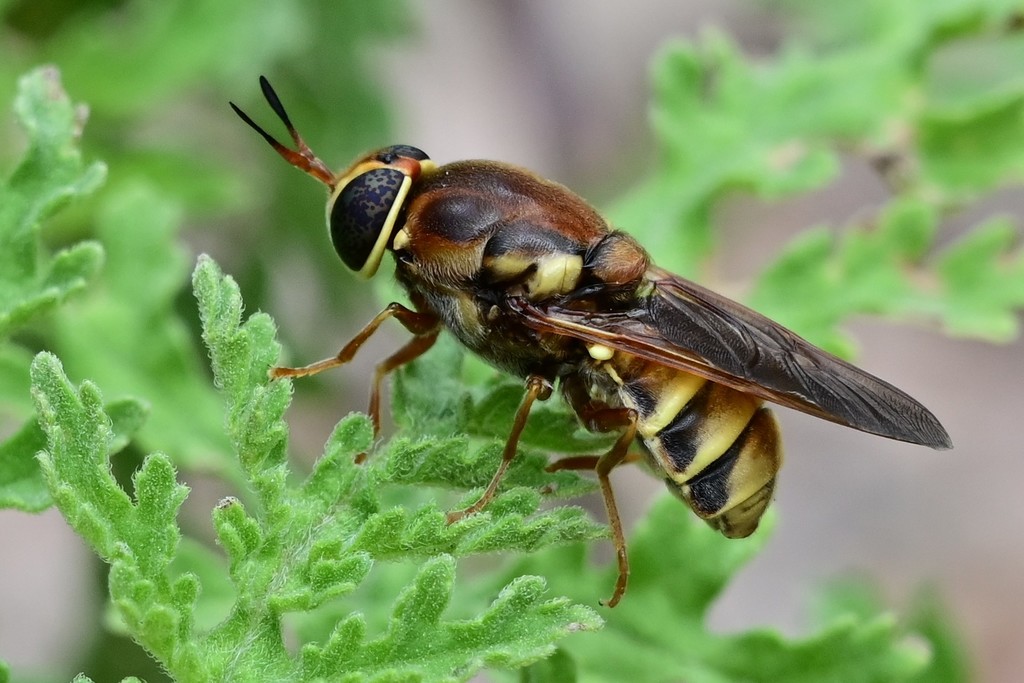 Hermetia hunteri