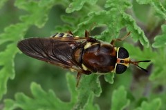 Hermetia hunteri
