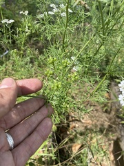Coriandreae