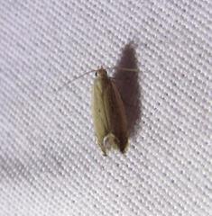 Anacampsis paltodoriella
