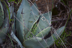 Agave flexispina