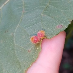 Caryomyia hirtidolium