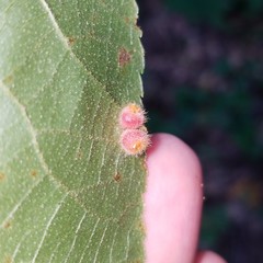 Caryomyia hirtidolium