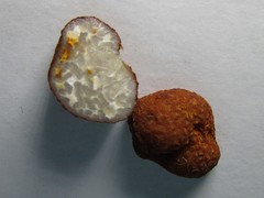 Pachyphlodes