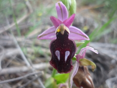 Ophrys ferrum-equinum