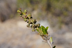 Anisomeria littoralis