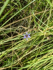 Sisyrinchium halophilum