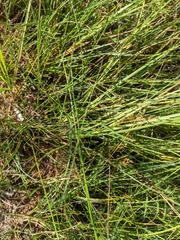 Sisyrinchium halophilum