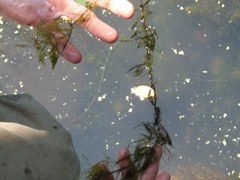 Ceratophyllum demersum