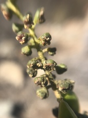 Anisomeria littoralis