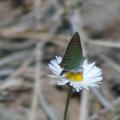 Callophrys affinis