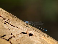 Argia oculata