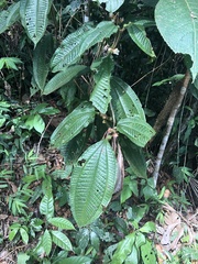 Miconia microphysca