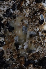 Onchidoris bilamellata