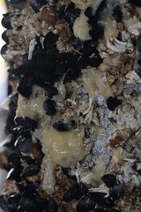 Onchidoris bilamellata