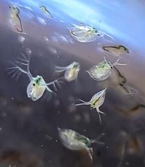 Daphnia carinata