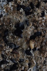 Onchidoris bilamellata