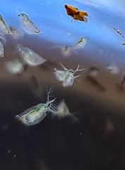 Daphnia carinata