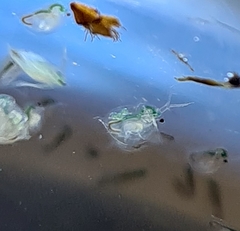 Daphnia carinata