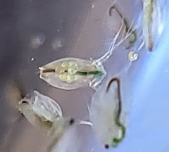 Daphnia carinata