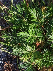 Potentilla bimundorum