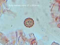Pachyphlodes