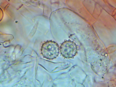 Pachyphlodes