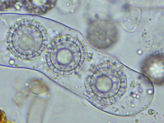 Pachyphlodes