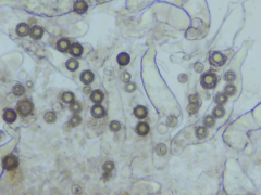 Pachyphlodes