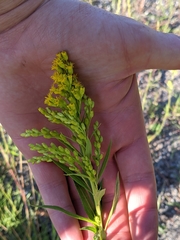 Solidago lepida lepida