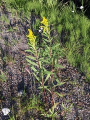 Solidago lepida lepida