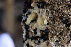 Onchidoris bilamellata